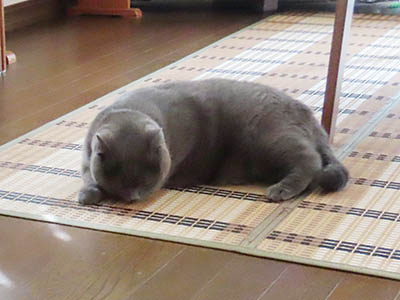 占い メール鑑定 ミーコ