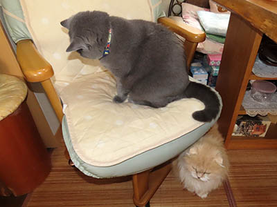占い メール鑑定 ミーコ