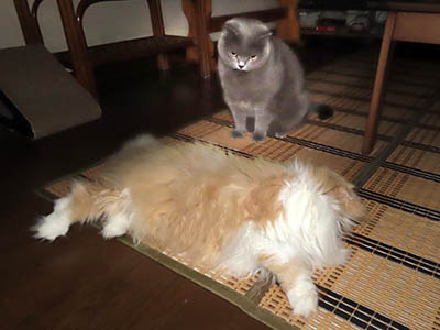 占い メール鑑定 ミーコ
