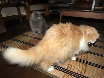 占い メール鑑定 ミーコ
