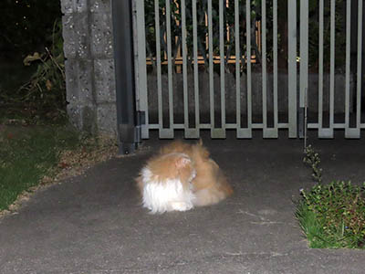 占い メール鑑定 ミーコ