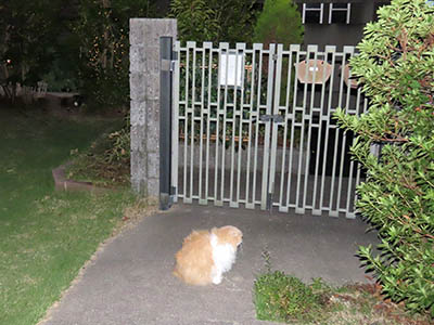 占い メール鑑定 ミーコ