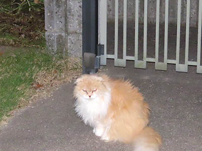 占い メール鑑定 ミーコ