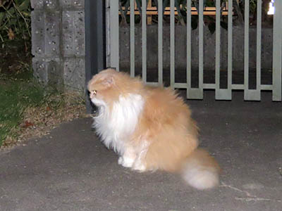 占い メール鑑定 ミーコ