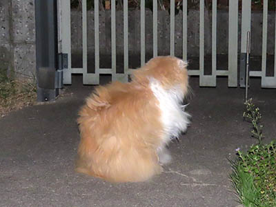 占い メール鑑定 ミーコ