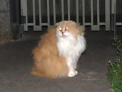 占い メール鑑定 ミーコ