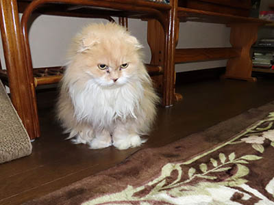 占い メール鑑定 ミーコ