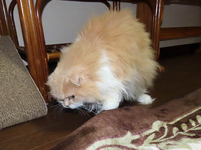 占い メール鑑定 ミーコ