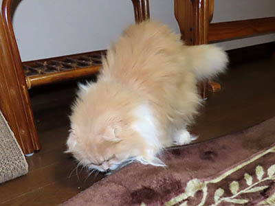 占い メール鑑定 ミーコ