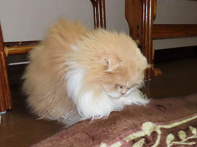 占い メール鑑定 ミーコ