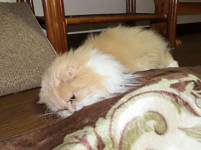 占い メール鑑定 ミーコ