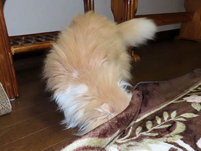 占い メール鑑定 ミーコ