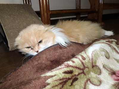 占い メール鑑定 ミーコ