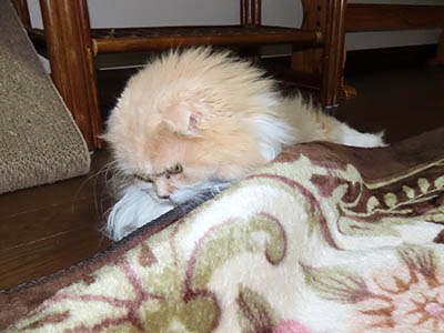 占い メール鑑定 ミーコ