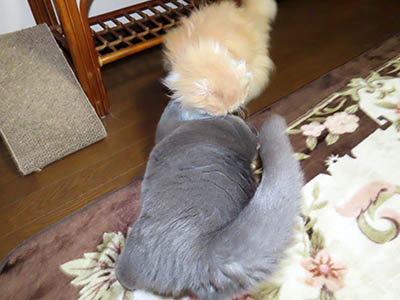 占い メール鑑定 ミーコ