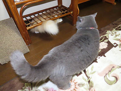 占い メール鑑定 ミーコ