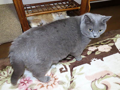 占い メール鑑定 ミーコ