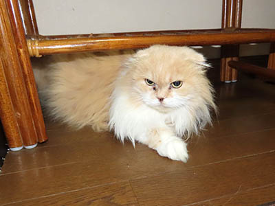 占い メール鑑定 ミーコ