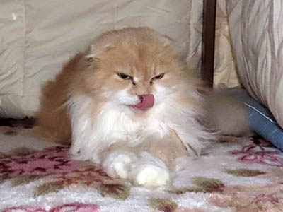 占い メール鑑定 ミーコ