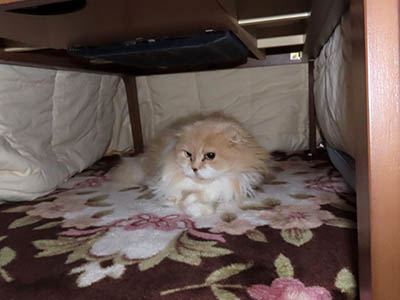 占い メール鑑定 ミーコ