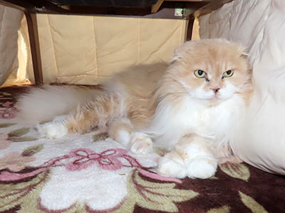 占い メール鑑定 ミーコ