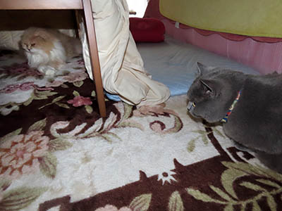 占い メール鑑定 ミーコ