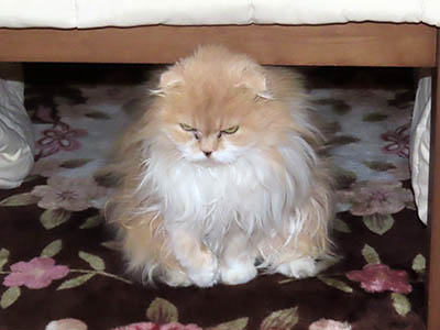 占い メール鑑定 ミーコ