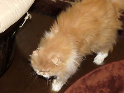 占い メール鑑定 ミーコ