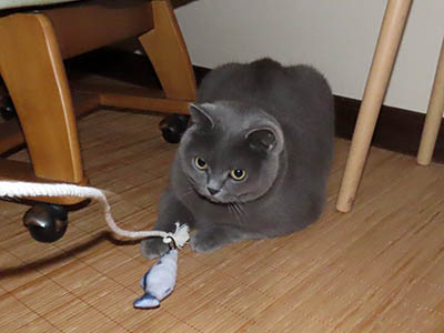 占い メール鑑定 ミーコ