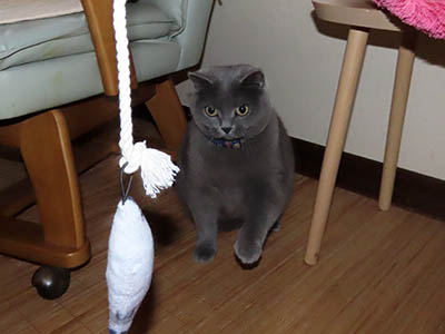 占い メール鑑定 ミーコ