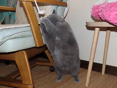 占い メール鑑定 ミーコ