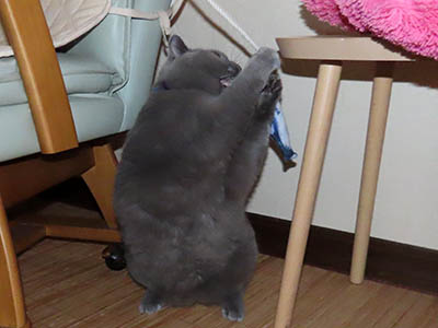 占い メール鑑定 ミーコ