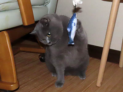 占い メール鑑定 ミーコ