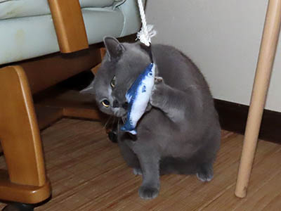 占い メール鑑定 ミーコ