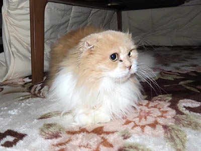 占い メール鑑定 ミーコ