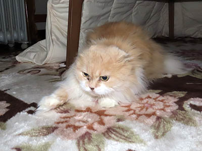 占い メール鑑定 ミーコ