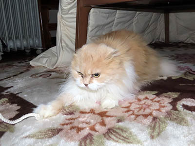 占い メール鑑定 ミーコ