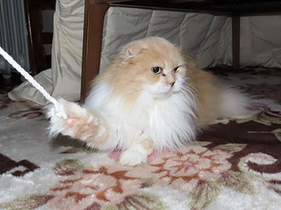 占い メール鑑定 ミーコ