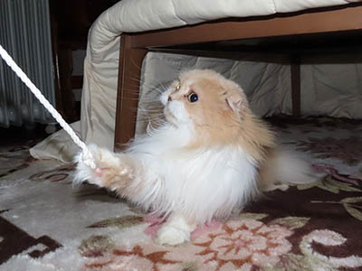 占い メール鑑定 ミーコ