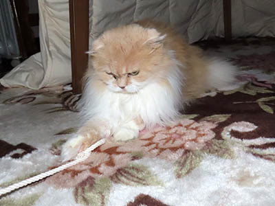 占い メール鑑定 ミーコ