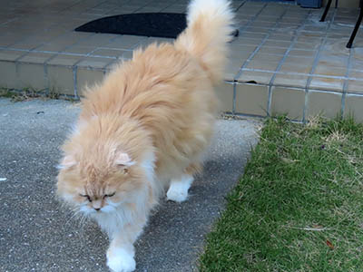 占い メール鑑定 ミーコ