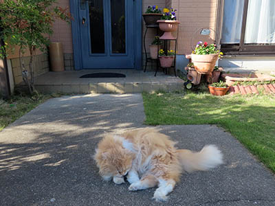 占い メール鑑定 ミーコ