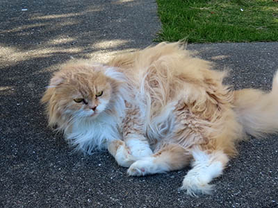 占い メール鑑定 ミーコ