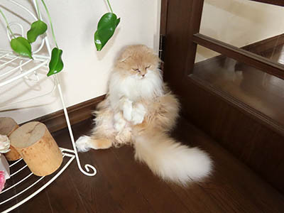 占い メール鑑定 ミーコ