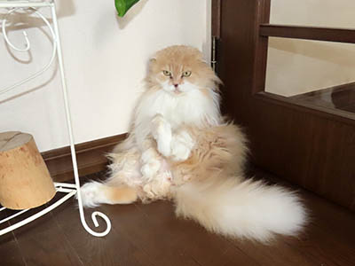 占い メール鑑定 ミーコ