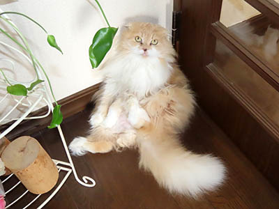 占い メール鑑定 ミーコ