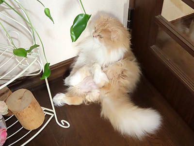 占い メール鑑定 ミーコ