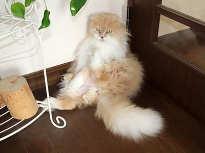 占い メール鑑定 ミーコ