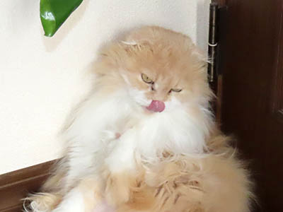 占い メール鑑定 ミーコ