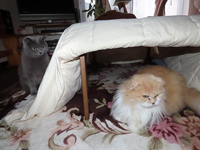 占い メール鑑定 ミーコ